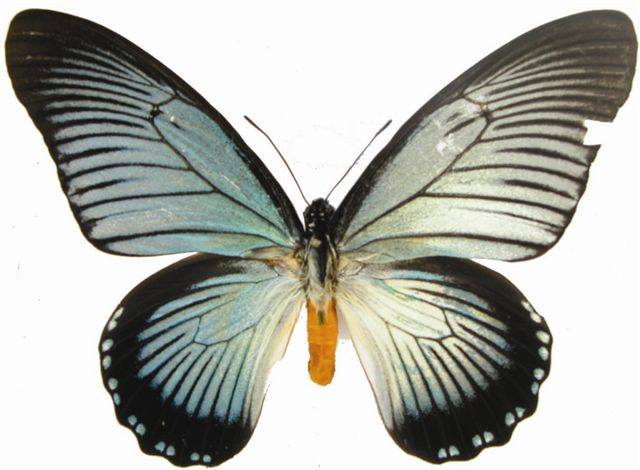Papilio zalmoxis (gynandromorph) Internet Image property of respective owner, non-commercial use only